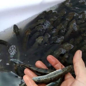 Cá kèo tươi thương phẩm